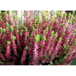 1 RÖD HEATH PLANTA I 12CM KRUKA, UTEVÄXTER, STÄNDIGGRÖN, BALKONGBLOMMNAR