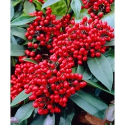 1 SKIMMIA I TEGNVAS 14CM, UTEVÄXTER, STÄNDIGGRÖN, BALKONBLOMMAR