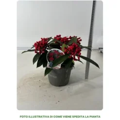 1 SKIMMIA I TEGNVAS 14CM, UTEVÄXTER, STÄNDIGGRÖN, BALKONBLOMMAR