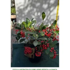 1 SKIMMIA JAPONICA DESIRE VÄXT I KRUKA 19CM