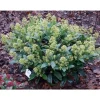 1 SKIMMIA JAPONICA FINCHY VAS 15CM