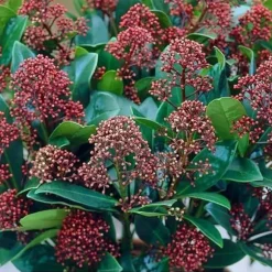 1 SKIMMIA JAPONICA VÄXTER I 25CM KORG ASSORTERADE FÄRGER VIT ELLER RÖD, UTOMHUSVÄXTER, EVERGREEN, BALKONGBLommOR