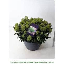 1 SKIMMIA JAPONICA VÄXTER I 25CM KORG ASSORTERADE FÄRGER VIT ELLER RÖD, UTOMHUSVÄXTER, EVERGREEN, BALKONGBLommOR