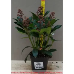 1 SKIMMIA RUBELLA VÄXTA 12CM GRÖN