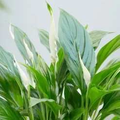 1 SPATHIPHYLLUM BELLINI I EN SKÅL PÅ 23CM, INOMHUSVÄXTER