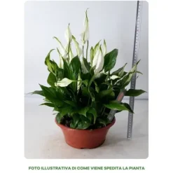 1 SPATHIPHYLLUM BELLINI I EN SKÅL PÅ 23CM, INOMHUSVÄXTER