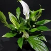1 SPATHIPHYLLUM PEARL MIGNON VÄXTA I 6CM KRUKA INOMHUSVÄXTA