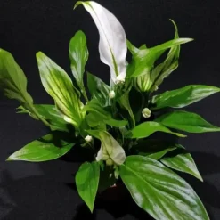 1 SPATHIPHYLLUM PEARL MIGNON VÄXTA I 6CM KRUKA INOMHUSVÄXTA