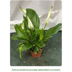 1 SPATHIPHYLLUM PEARL MIGNON VÄXTA I 6CM KRUKA INOMHUSVÄXTA
