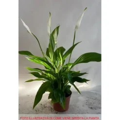 1 SPATHIPHYLLUM PEARL VÄXTSKÅL 9CM SPATIFILLO INNEVÄXTI