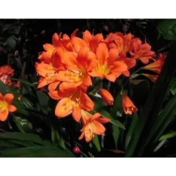 1 ST CLIVIA MINIATA APPELSIN I KRUKA 15CM Perenner, städsegröna