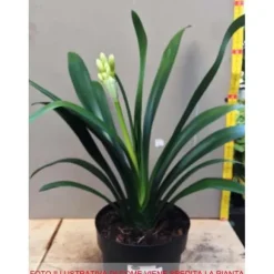 1 ST CLIVIA MINIATA APPELSIN I KRUKA 15CM Perenner, städsegröna