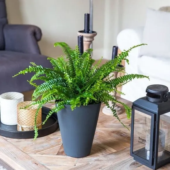 1 ST FÄRNA GREEN LADY KRUKA 17CM