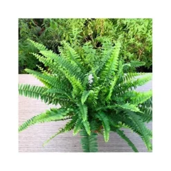 1 ST FÄRNA GREEN LADY KRUKA 17CM