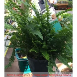 1 ST FÄRNA GREEN LADY KRUKA 17CM