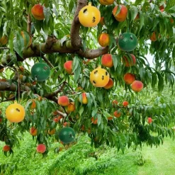 10 st fruktflugfälla med klibbig knottdödare fruktflugfällor Effektiv flugfångare Insektsfälla för inomhus utomhuskök