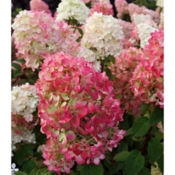 1 ST HYDRANGEA ORTENSIA PANICULATA DIAMANT ROUGE KRUKA 18CM lövfällande