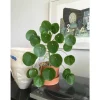 1 ST PILEA PEPEROMIOIDES PENNINGSPLANTA KRUKA 15CM för inomhusbruk