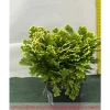 1 ST SELAGINELLA MARTENSII JORI I KRUKA 12CM