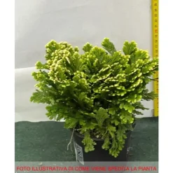 1 ST SELAGINELLA MARTENSII JORI I KRUKA 12CM