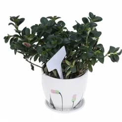 100 st T-typ Växt Frö Etikett Återanvänd planta Trädgård markör