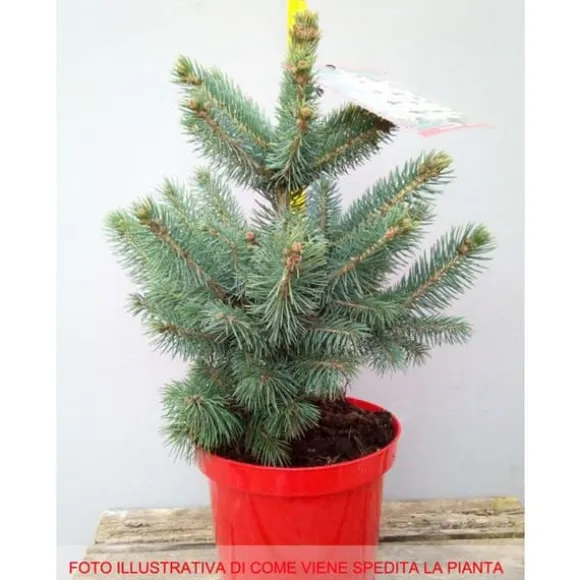 1 STÅENDE GRANSPIK I KRUKA 19CM DVÄRGNÅL