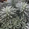 1 STICK EUPHORBIA CHARACIS SILVER EDG I TOPP 17CM, UTOMPLANTER, PERENNE