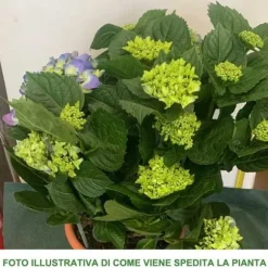 1 STICK HYDRANGEA MACROPHYLLA ASSORTERADE FÄRGER KRUKA 22CM VÄXTER UTE GÅRD