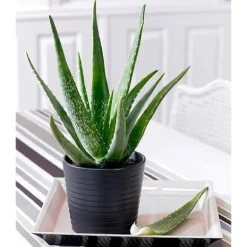 1 STJÄRNA ALOE VERA I KRUKA 12CM