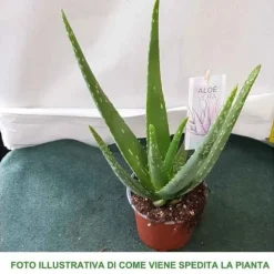 1 STJÄRNA ALOE VERA I KRUKA 12CM