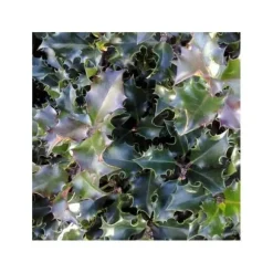 1 STJÄRNLIG ILEX AGRIFOGLIO MESERVEAE KRUKA 12CM vintergrön