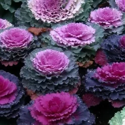 1 STYCK KÅL VÄXTER BRASSICA KRUKA 14CM, VÄXTER FÖR UTOMHUSBRUK