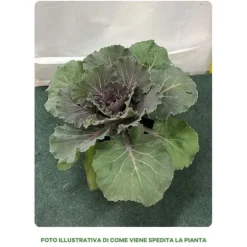 1 STYCK KÅL VÄXTER BRASSICA KRUKA 14CM, VÄXTER FÖR UTOMHUSBRUK