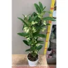 1 STYCK ORKIDÉ DENDROBIUM FUXIA ELLER VIT ASSORTERAD I KRUKA 12CM