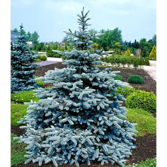 1 STYCKE SILVERGRAN I KRUKA 26CM DVÄGSMAR