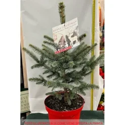 1 STYCKE SILVERGRAN I KRUKA 26CM DVÄGSMAR