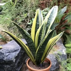 1 STYGA SANSEVIERIA GOLD FLAME I KRUKA 17CM FÖR INOMHUS APPARTEMENT SVAIGARENS TUNGA