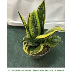 1 STYGA SANSEVIERIA GOLD FLAME I KRUKA 17CM FÖR INOMHUS APPARTEMENT SVAIGARENS TUNGA