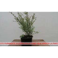 1 VEXT BUSH DI LONICERA SILVER BEAUTY PERENNE