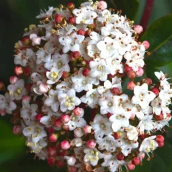 1 VIBURNUM TINUS VÄXTA 18CM UTOMHUSVÄXTER