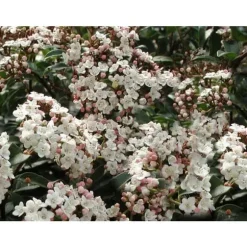1 VIBURNUM TINUS VÄXTER I 19CM KRUKA EVIGT GRÖN BUSKE