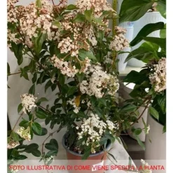 1 VIBURNUM TINUS VÄXTER I 19CM KRUKA EVIGT GRÖN BUSKE