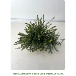 1 VIT ERICA PERFEKTION I TERRACOTTAKÄL 12CM, UTOMHUSVÄXTER, EVIGGRÖN, BALKONBLOMMAR