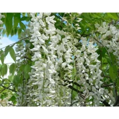 1 VITPLAN TILL VIT GLICKER WISTERIA FLORIBUNDA ALBA I KRUKA 16CM