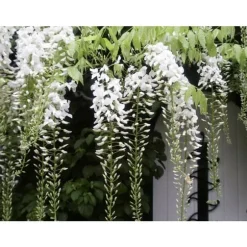 1 VITPLAN TILL VIT GLICKER WISTERIA FLORIBUNDA ALBA I KRUKA 16CM