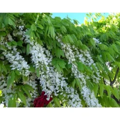 1 VITPLAN TILL VIT GLICKER WISTERIA FLORIBUNDA ALBA I KRUKA 16CM