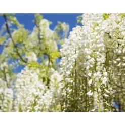 1 VITPLAN TILL VIT GLICKER WISTERIA FLORIBUNDA ALBA I KRUKA 16CM