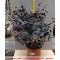 1 VÄX TILL LOROPETALUM LOROPETALO TRO POTT 19CM