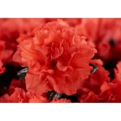 1 VÄXT AV AZALEA INDICA HORTINNO ASSORTERADE FÄRGER KRUKA 13CM