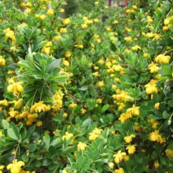 1 VÄXT AV BERBERIS BUXIFOLIA NANA KRUKA 14CM